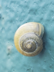 Cepaea hortensis