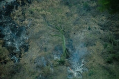 Ceiba trischistandra