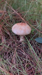 Validae