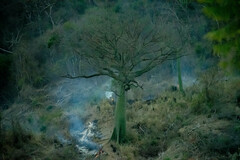 Ceiba trischistandra