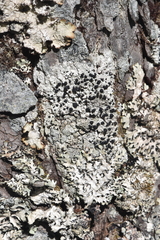 Caliciaceae