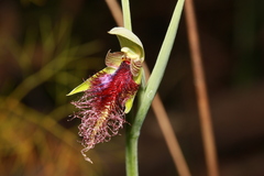 Calochilus robertsonii