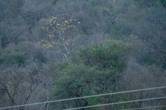 Handroanthus chrysanthus
