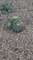 Ferocactus glaucescens