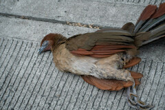 Ortalis erythroptera