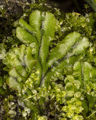 Marchantia polymorpha polymorpha