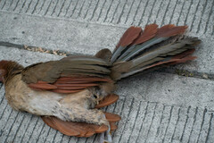 Ortalis erythroptera