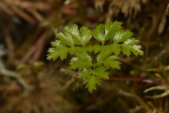 Coptis aspleniifolia