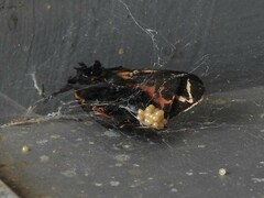 Apantesis parthenice