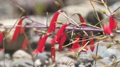Penstemon rostriflorus