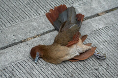 Ortalis erythroptera