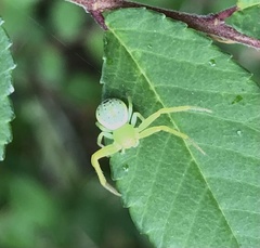 Tharrhalea multopunctata