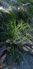 Psilotum nudum