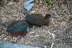 Ortalis erythroptera