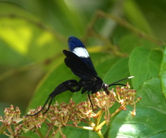 Hemipepsis speculifer