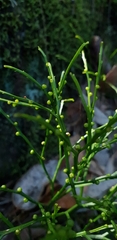 Psilotum nudum