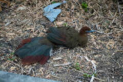 Ortalis erythroptera