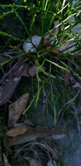Psilotum nudum