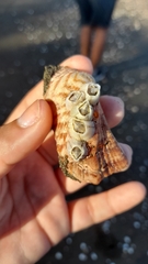 Amphibalanus venustus