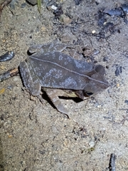 Rhinella margaritifera