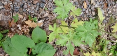 Geranium maculatum