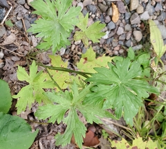 Geranium maculatum