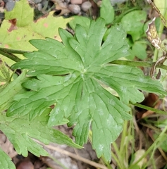 Geranium maculatum