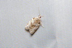 Isotenes miserana