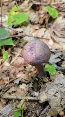 Cortinarius violaceus