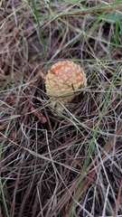 Amanita muscaria flavivolvata