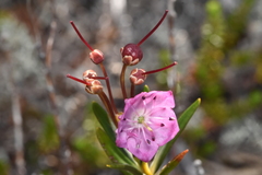 Kalmia microphylla