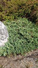 Juniperus horizontalis