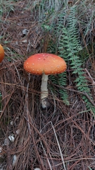 Amanita muscaria flavivolvata