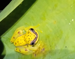 Dendropsophus rhodopeplus