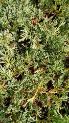 Juniperus horizontalis