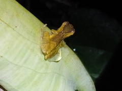 Dendropsophus parviceps