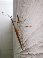 Bistanta mexicana