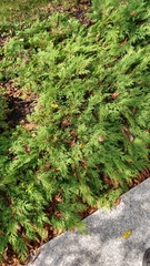 Juniperus horizontalis