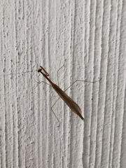 Bistanta mexicana