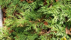 Juniperus horizontalis