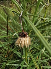 Sinclairia angustissima