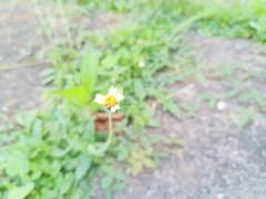 Tridax procumbens