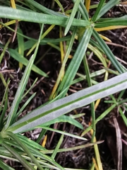 Sinclairia angustissima