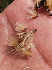 Sinclairia angustissima