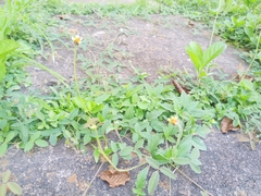 Tridax procumbens