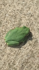 Hyla versicolor