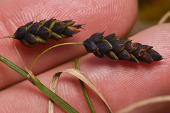Carex pluriflora