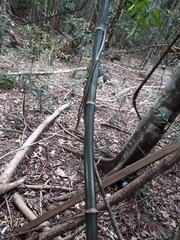 Flagellaria indica