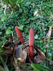 Balanophora laxiflora