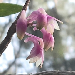 Dendrobium